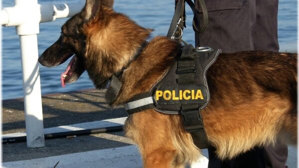 Uno de los perros que trabaja con la Policía