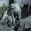 Cerdos mostrados en 'Salvados'