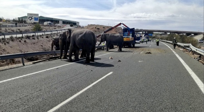 Un grupo de elefantes tras el accidente del camión que les transportaba