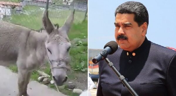 Nicolás Maduro y el burro con el que le han comparado